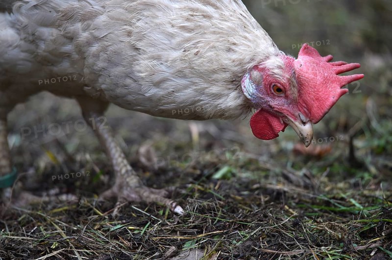 Hen, Gallus gallus domesticus, looking for food in a free-range farm, organic farming, Saxony-Anhalt, Germany