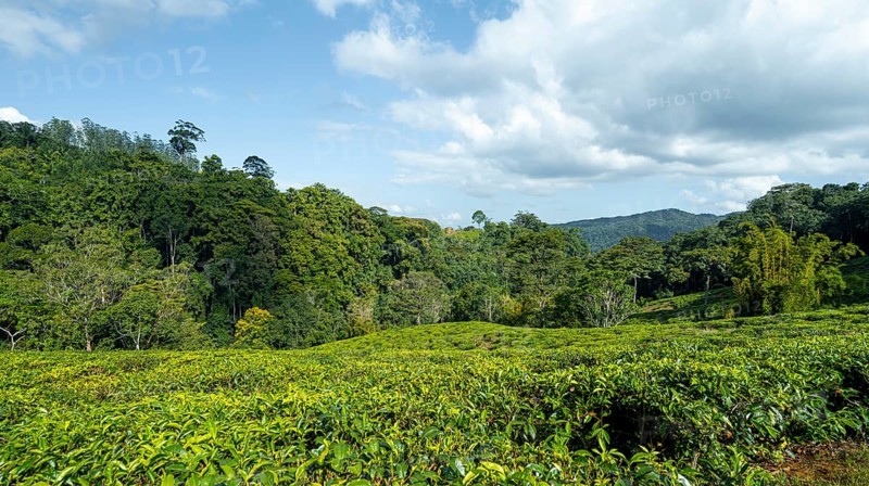 Tea plantation on hills between tropical rainforest, Amani Nature Forest Reserve, Eastern Usambara Mountains, Tanga, Tanzania