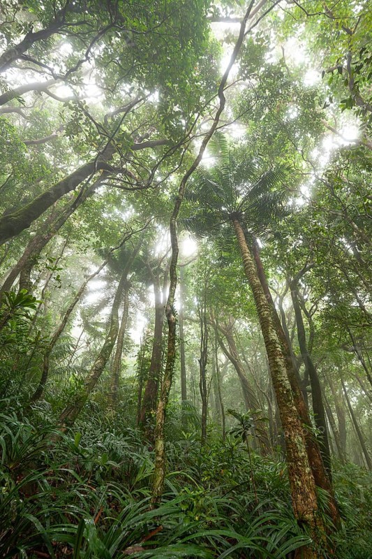 Misty tropical forest with ficus and endemic species on the way to Mount Sorrow in Daintree National Park, Queensland, Australia