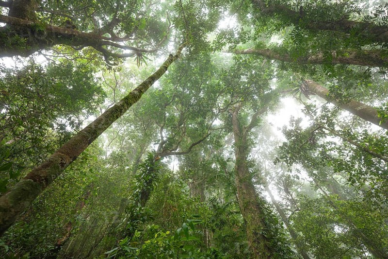 Misty tropical forest with ficus and endemic species on the way to Mount Sorrow in Daintree National Park, Queensland, Australia