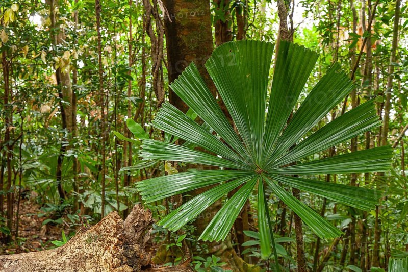 Australian fan palms in sunny rainforest on the way to Mount Sorrow in Daintree National Park Queensland, Australia
