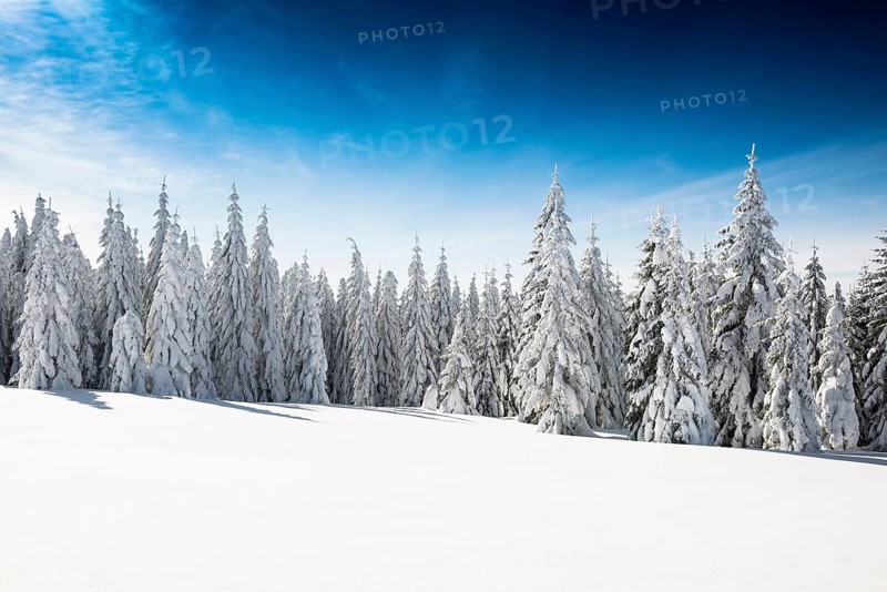 Snow-covered fir trees in sunshine, Stübenwasen, Feldberg, Todtnauberg, Black Forest, Baden-Württemberg, Germany