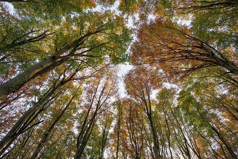 Autumn forest, view of the treetops from below, Schauinsland, Freiburg im Breisgau, Black Forest, Baden-Württemberg, Germany
