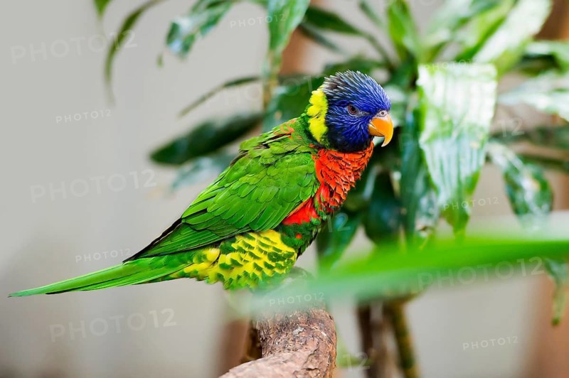 Parrot, colorful, all-color lory, Trichoglossus haematodus