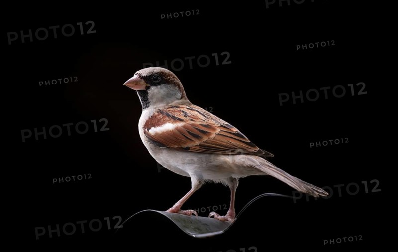 A House Sparrow (Species domesticus) on black background Gazipur, Bangladesh