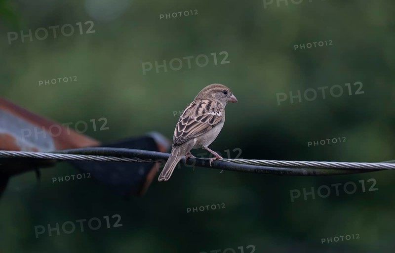House sparrow (Passer domesticus) sitting on a wire, Gazipur, Bangladesh
