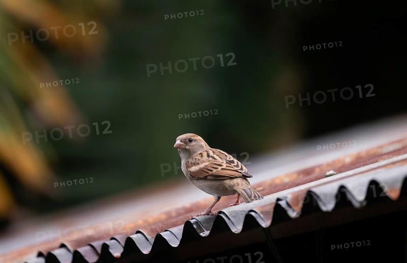 A house sparrow (Passer domesticus) sitting on a tin roof, Gazipur, Bangladesh