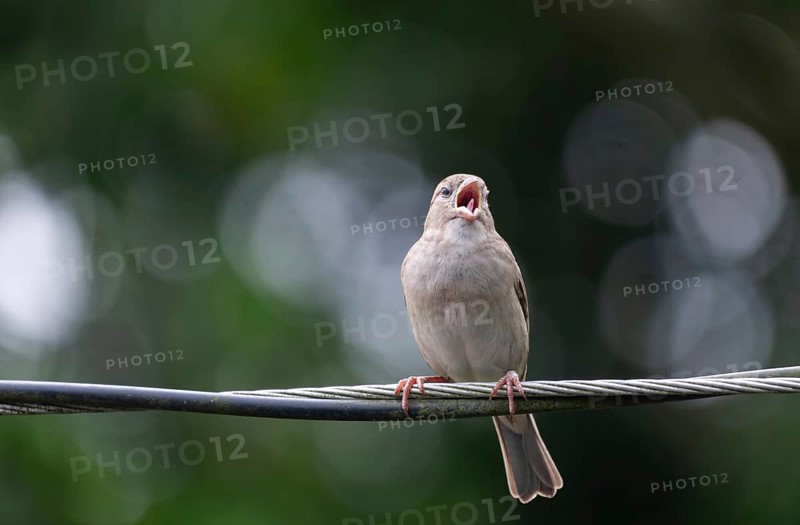 A house sparrow (Passer domesticus) is calling while perched on a wire, Gazipur, Bangladesh