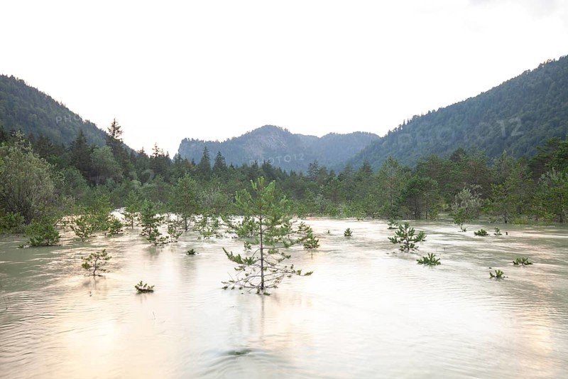 The Isar carries floods between Lake Sylvenstein and Lenggries. Trees and pines sink in the torrential flood water in the Isar Valley. Lenggries, Upper Bavaria, Bavaria, Germany