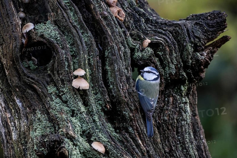 Blue tit (Parus caerulea), Emsland, Lower Saxony, Germany