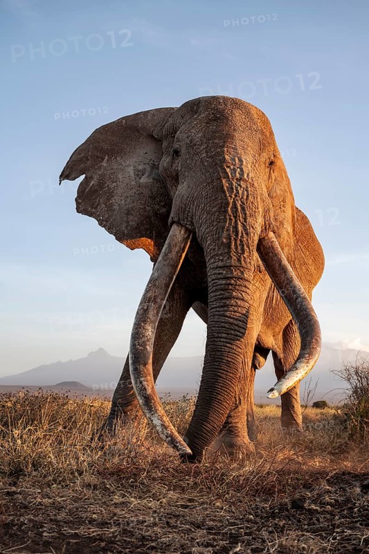 African elephant (Loxodonta africana), the famous Super Tusker elephant Craig, old male with long tusks, evening light, Amboseli, Kajiado County, Kenya