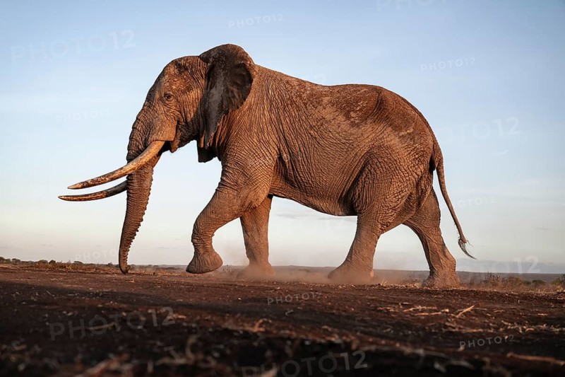 African elephant (Loxodonta africana), the famous Super Tusker elephant Craig, old male with long tusks, evening light, Amboseli, Kajiado County, Kenya