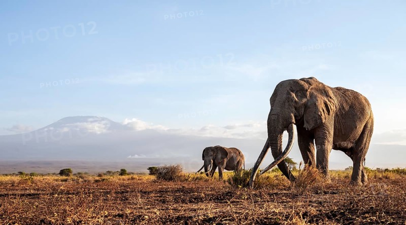 African elephant (Loxodonta africana) with Kilimanjaro, the famous Super Tusker elephant Craig, old male with long tusks, evening light, Amboseli, Kajiado County, Kenya