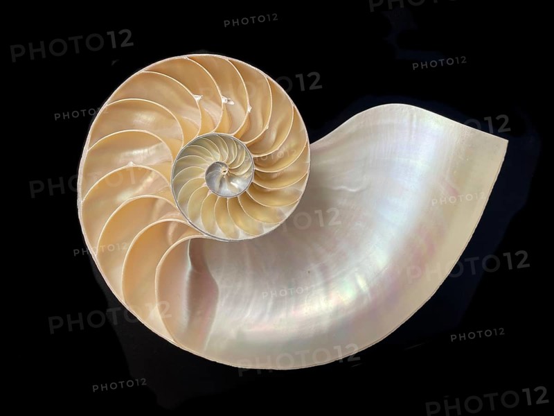 Pearl boat (Nautilus pompilius), Nautilidae family, interior view of the bowl, phragmocon, spiral, air-filled chambers with the help of which the Nautilus tars, living chamber, Philippines