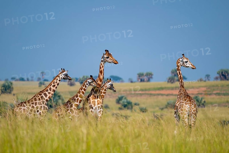 Rothschild giraffes in Murchison Falls National Park, Uganda