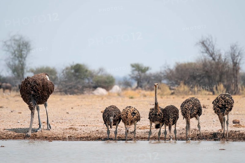 African ostrich (Struthio camelus), funny animal family, mother and six juvenile young animals, group drinking at the waterhole, Nxai Pan National Park, Botswana