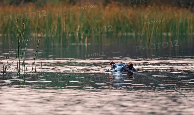 Evening mood, hippo (Hippopotamus amphibius) in the Okavango Delta, Botswana