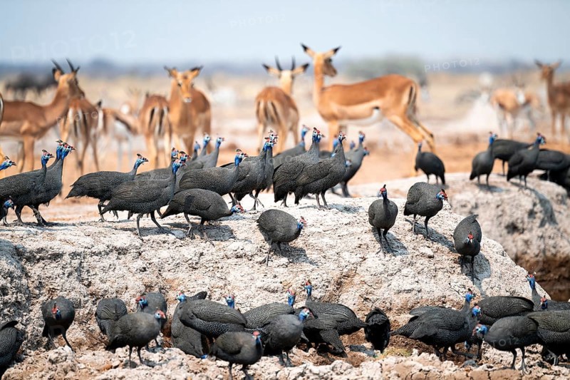 Helmet guinea fowl (Numida meleagris), swarm at the waterhole, Nxai Pan National Park, Botswana