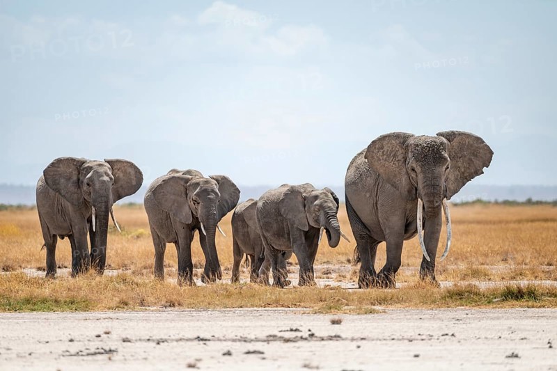 Arid Landscape, African Elephant (Loxodonta africana), Amboseli National Park, Rift Valley Province, Kenya