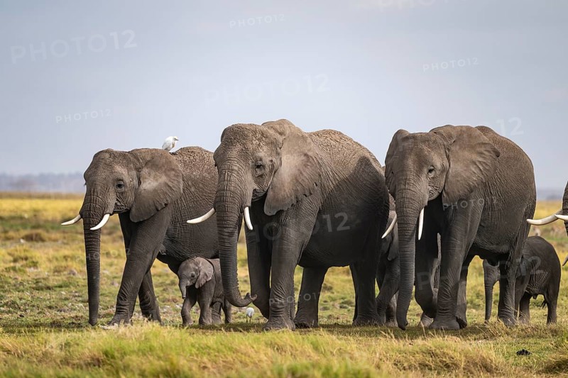 African elephant (Loxodonta africana), herd of young animals in Amboseli National Park, Rift Valley Province, Kenya