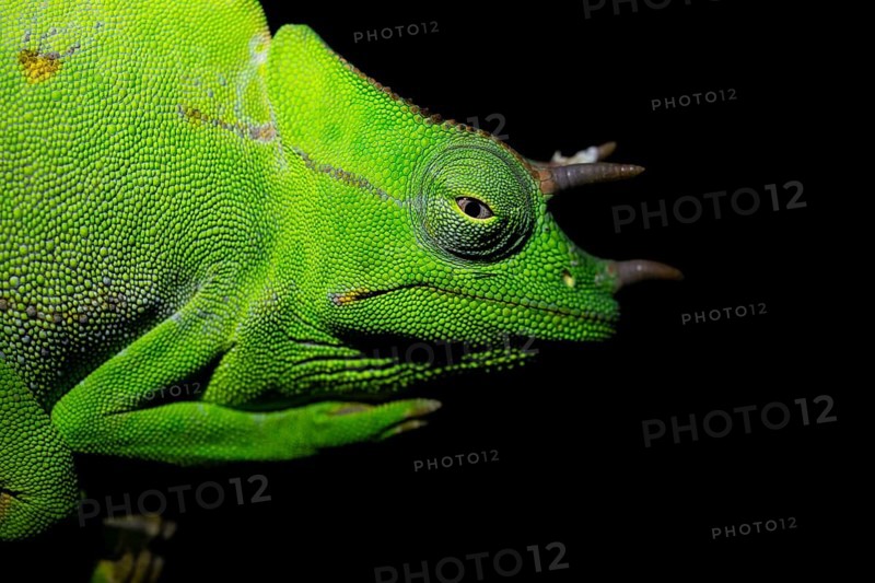 Usambara three-horned chameleon (Trioceros deremensis), chameleon on a branch at night, Amani Nature Forest Reserve, Eastern Usambara Mountains, Tanga, Tanzania