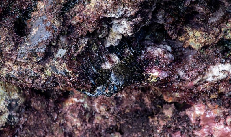 Red rock crab (Grapsus adscensionis), black young on a volcanic rock, coast, La Santa, Lanzarote, Canary Islands, Spain