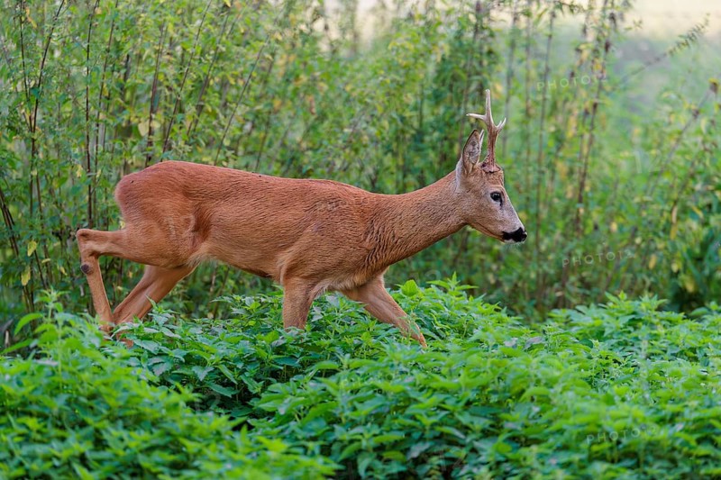 A roe buck (Capreolus capreolus) crosses a nettle thicket. Bavaria, Germany