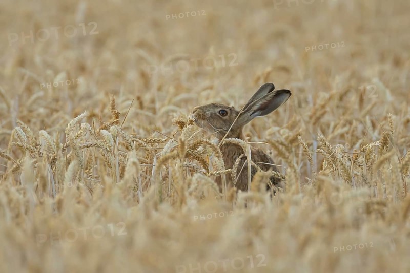 European brown hare (Lepus europaeus) adult animal eating a wheat plant sheath in a farmland field in summer, England, United Kingdom