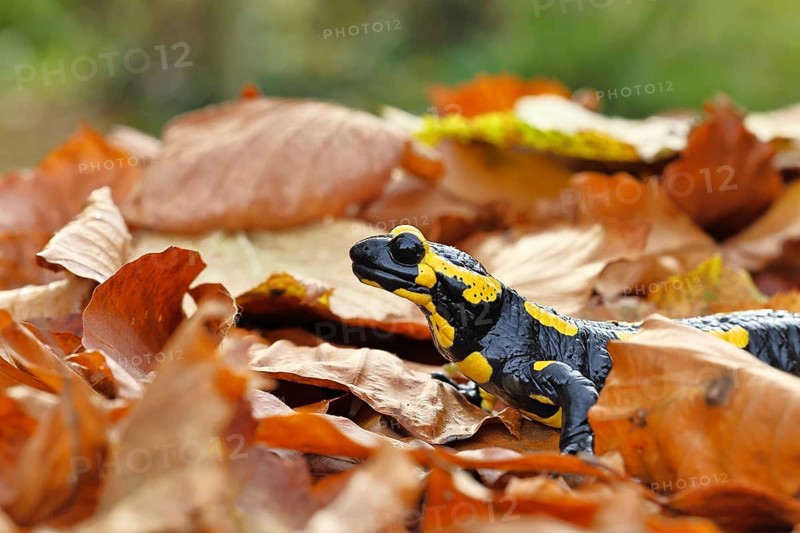 Fire salamander (Salamandra salamandra), in a beech forest on autumn leaves, autumn, Wilnsdorf, North Rhine-Westphalia, Germany