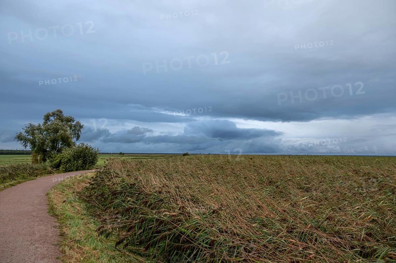 Reed, thatch (Phragmites australis) on the lagoon, dark rain clouds (Nimbostratus), Ahrenshoop, Darß, Mecklenburg-Western Pomerania, Germany