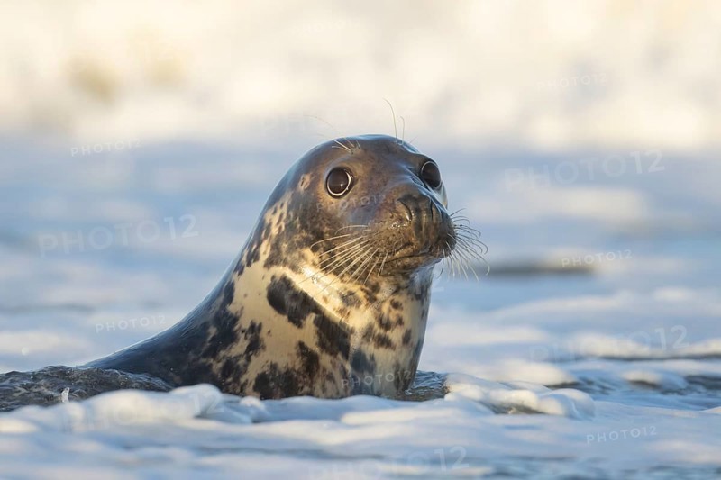 Grey seal (Halichoerus grypus) adult animal in the breaking waves of the sea, England, United Kingdom