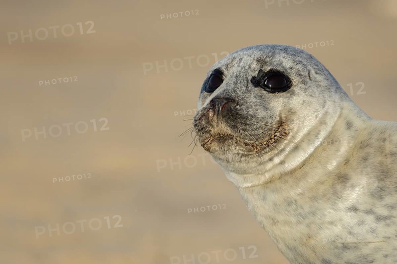 Common seal (Phoca vitulina) adult animal head portrait, England, United Kingdom