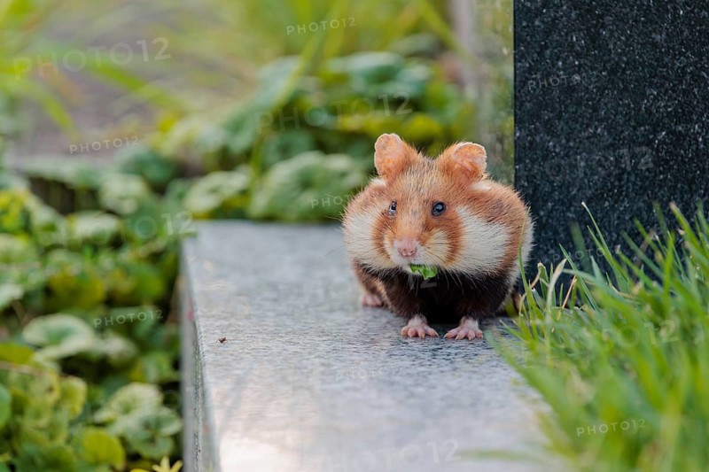 A European hamster (Cricetus cricetus) runs across graves in search for food. Vienna, Austria