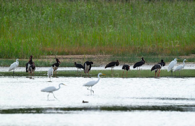 Black storks (Ciconia nigra) and great egret (Ardea alba) in the shallow water zone of a pond, Lower Saxony, Germany