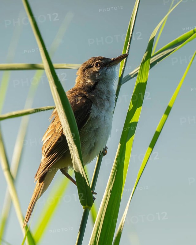 Thrush warbler (Acrocephalus arundinaceus) on a reed, reed (Phragmites australis), Lower Saxony, Germany