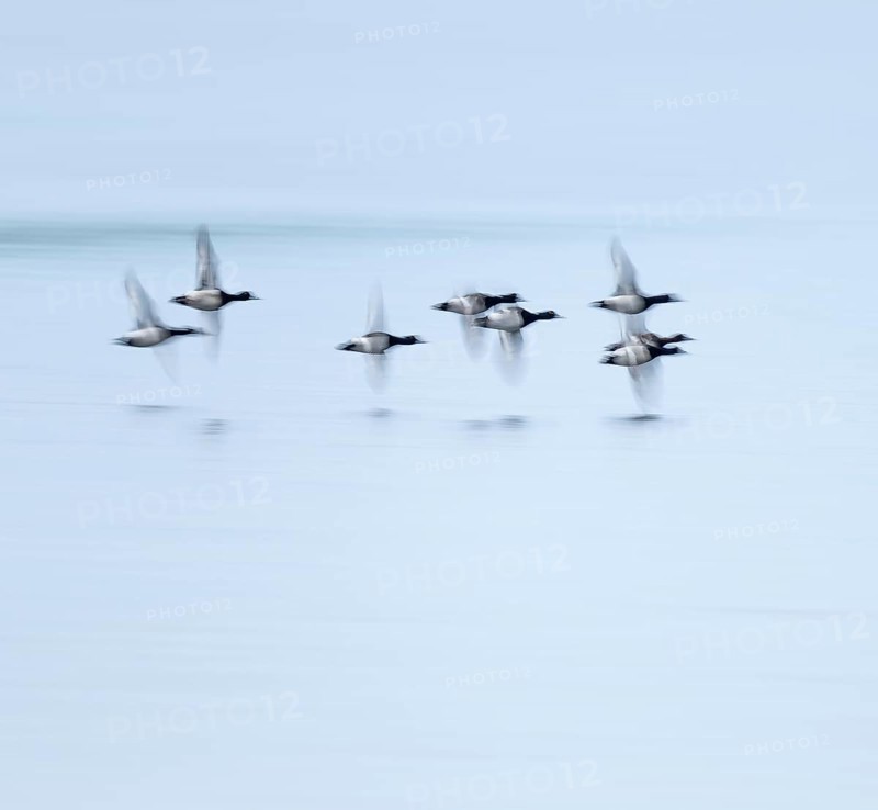 Heron duck (Aythya fuligula), heron flying over a lake, motion blur, long exposure, pull, mopping effect, Lower Saxony, Germany
