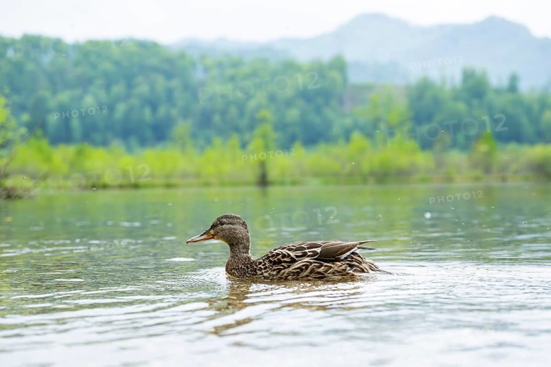 Wild duck (Anas platyrhynchos) female swimming in a lake, Bavaria, Germany