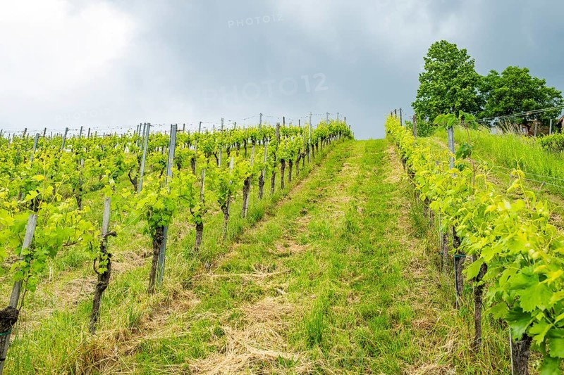 Landscape of the wine yards growing on the hills of southern styria, Austria