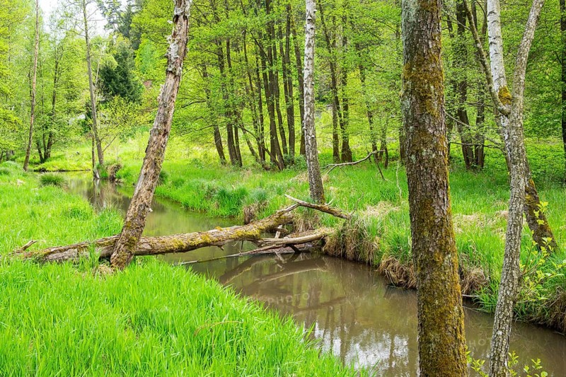 Lanscape of a little stream flowing through the forest in spring on a rainy day, Bavaria, Germany