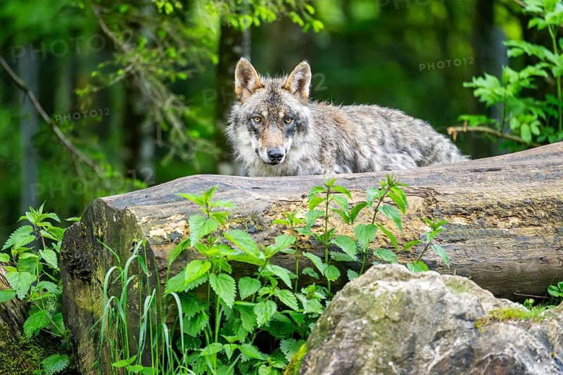 Eurasian wolf (Canis lupus lupus) in a forest, Austria