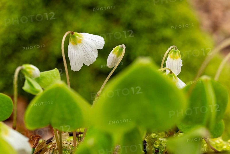 Close-up of blooming woodland sorrel (Oxalis acetosella) on the moss-covered soil of a forest in spring, Germany