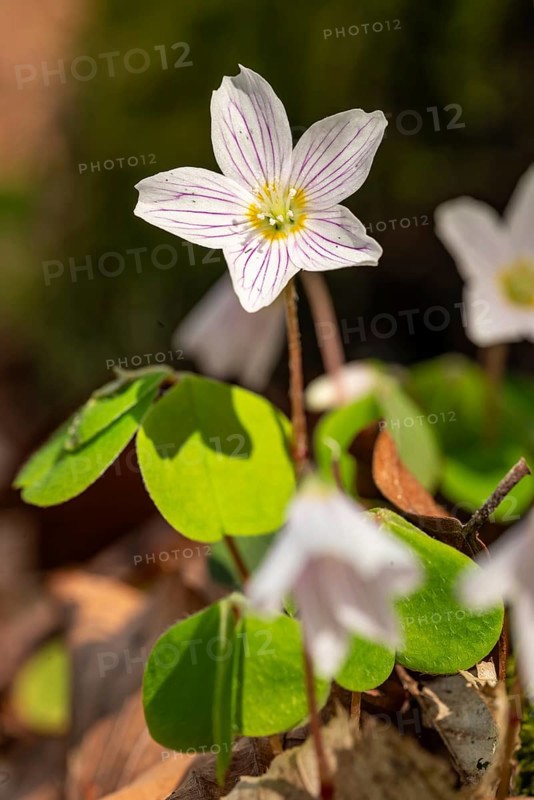 Close-up of blooming woodland sorrel (Oxalis acetosella) in a forest in spring, Germany