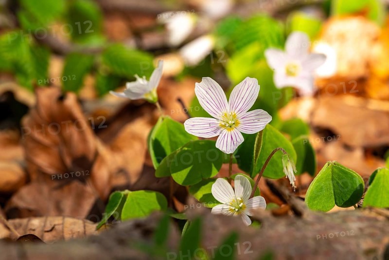Close-up of blooming woodland sorrel (Oxalis acetosella) on the leafy ground of a forest in spring, Germany