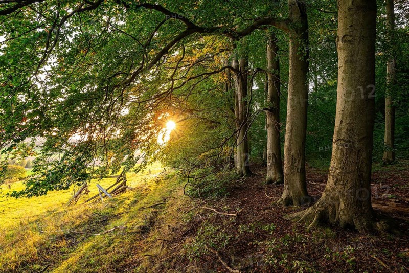 The evening sun shines picturesquely on the old beech trees at the edge of a forest, Griessen, Lower Saxony, Germany