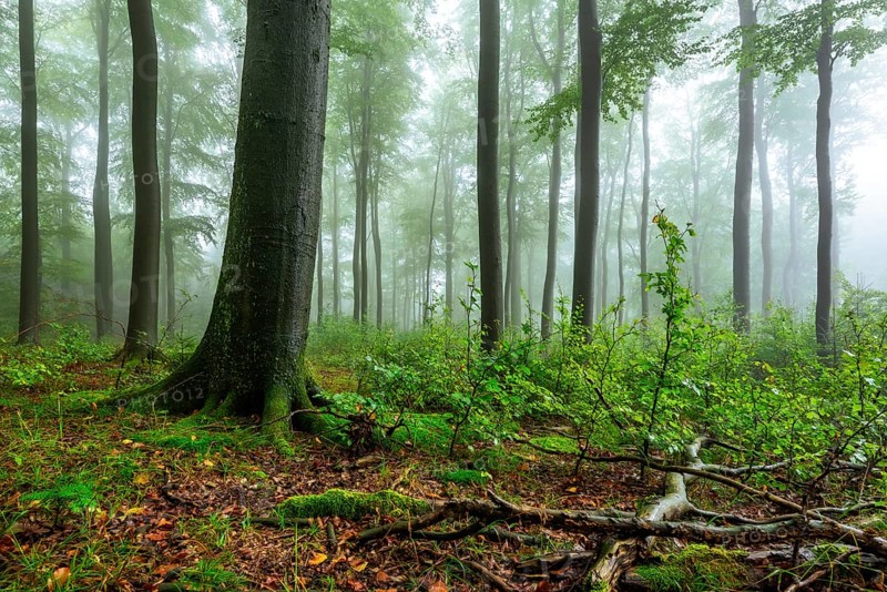 Foggy beech forest with mystical and calm atmosphere, Winterberg, Eschenbruch, North Rhine-Westphalia, Germany
