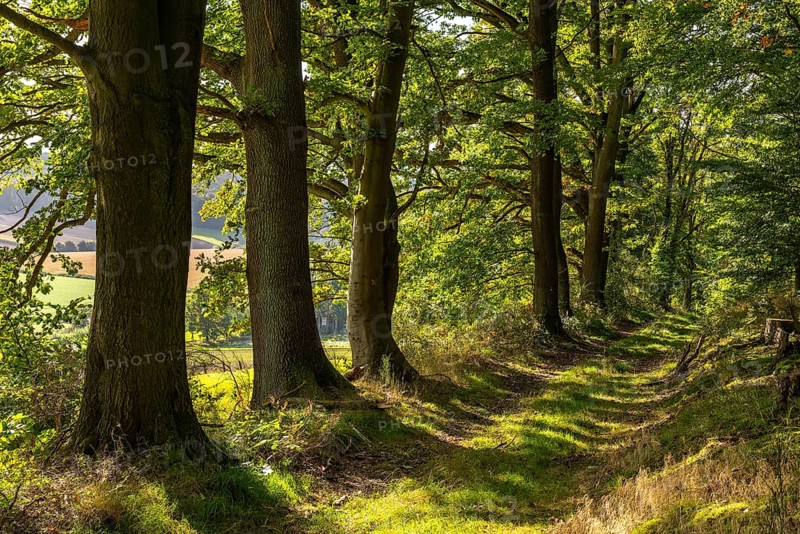 Mighty old oak trees along a forest trail near Aerzen, Lower Saxony, Germany