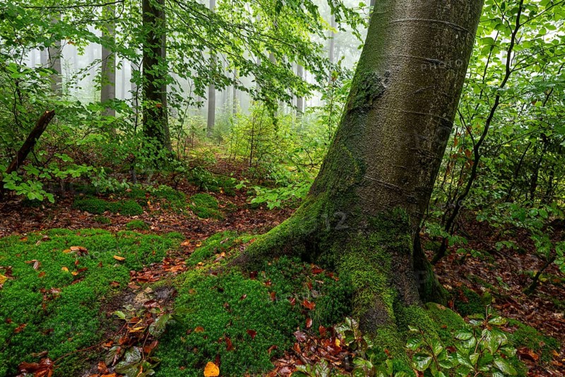 Close-up of a beech tree with moss-covered roots on a trail in a foggy forest, Winterberg, Eschenbruch, North Rhine-Westphalia, Germany