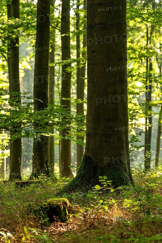 Light-flooded image of an old beech tree trunk with low depth of focus in a forest above Bad Pyrmont, Lower Saxony, Germany