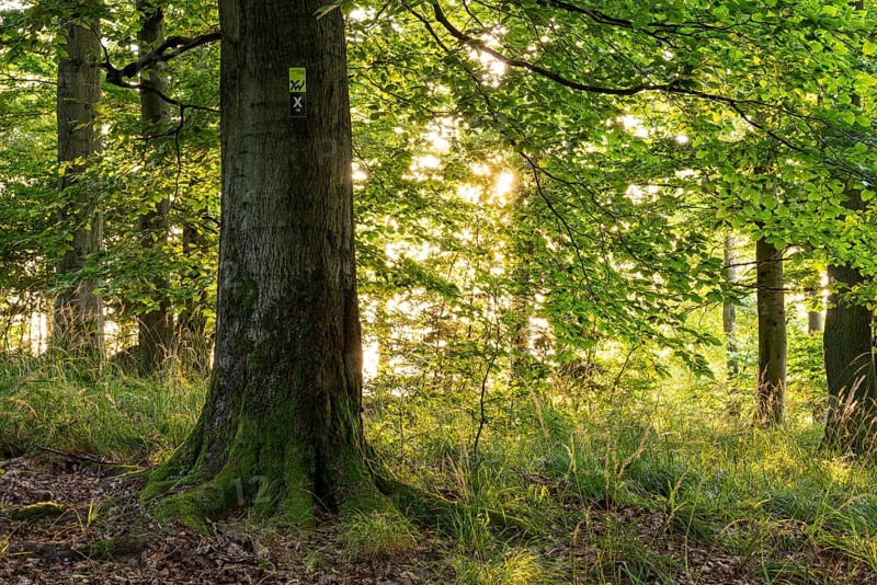 The sun shines between the trunks of beech trees into a forest with lush green foliage, on a moss-covered tree trunk there is a sign for the Weser Uplands Trail, Solling-Vogler nature park Park, Lower Saxony, Germany