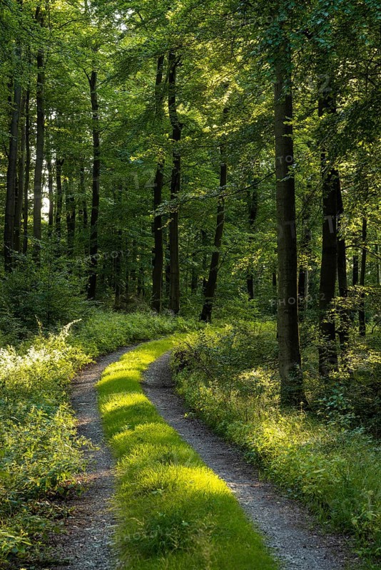 Curve of a grassy forest road through a green beech forest, Bad Pyrmont, Lower Saxony, Germany